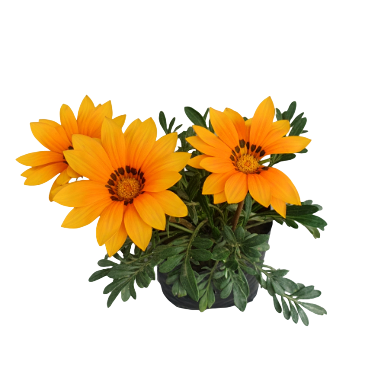 Yellow Gazania Flower Plant